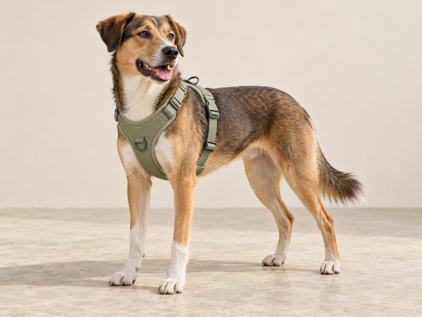 Escape-resistant dog harness design: what brands should specify and test — pet product sourcing guide